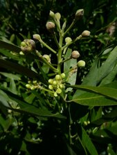 Umbellularia californica Bud